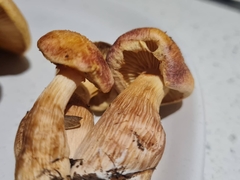 Gymnopilus dilepis