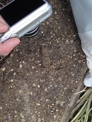 Tarentola mauritanica