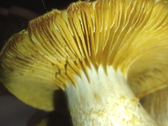 Gymnopilus dilepis