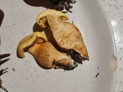 Gymnopilus dilepis