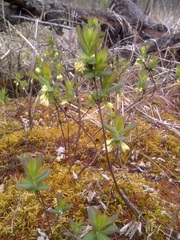 Lonicera villosa