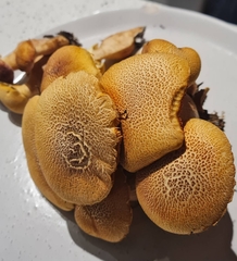 Gymnopilus dilepis