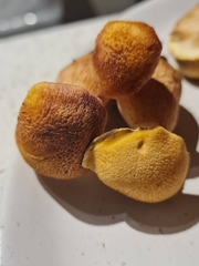 Gymnopilus dilepis