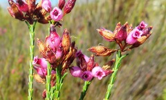 Erica cristata