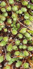 Kelleria laxa