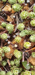 Kelleria laxa