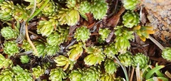 Kelleria laxa