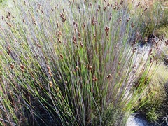 Nevillea obtusissima