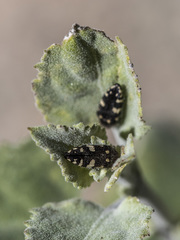 Acmaeodera vernalis