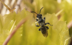 Dufourea echinocacti