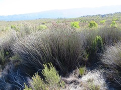 Nevillea obtusissima