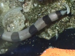 Conger marginatus