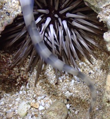 Conger marginatus