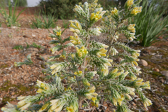 Thymelaea lanuginosa
