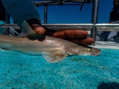Mustelus mustelus