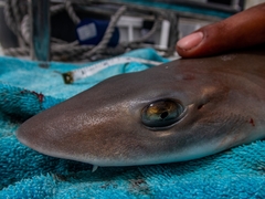 Mustelus mustelus