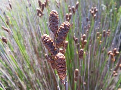 Nevillea obtusissima