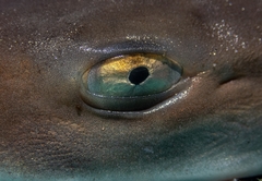 Mustelus mustelus
