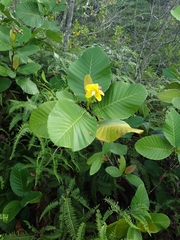Dillenia suffruticosa