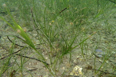 Zostera noltei