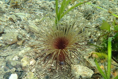 Pachycerianthus solitarius