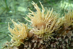 Paranemonia cinerea