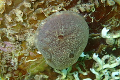 Mycale macilenta