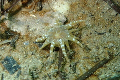 Paranemonia cinerea