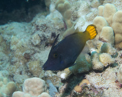 Pervagor aspricaudus