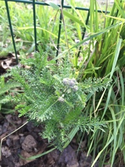Achillea millefolium