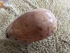 Notocypraea declivis