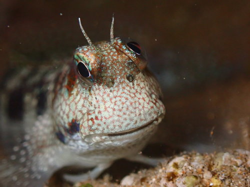 Bullethead rockskipper (Blenniella gibbifrons) — Blenniidae — 4