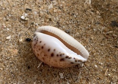 Notocypraea declivis