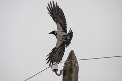 Corvus cornix