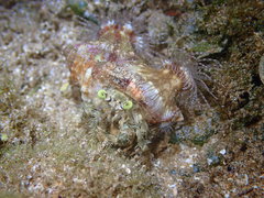 Dardanus deformis