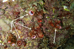 Pyura dura