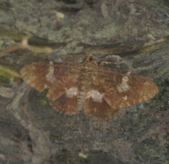 Lepidoptera