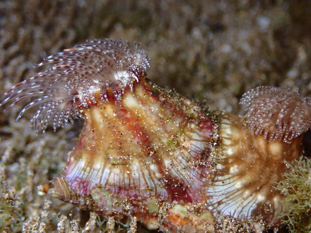 Calliactis polypus