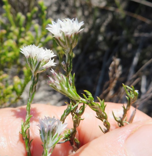 Image of Fives Blombush (Metalasia quinqueflora) by (c) linkie, some rights reserved (CC BY)