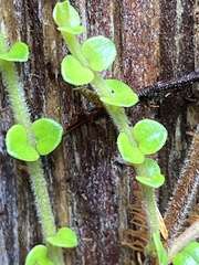 Metrosideros perforata