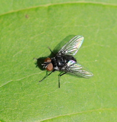 Microsoma exiguum