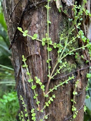 Metrosideros perforata