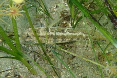 Gobius ophiocephalus