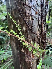 Metrosideros perforata