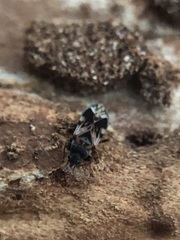 Rhyparochromidae
