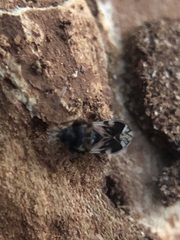 Rhyparochromidae