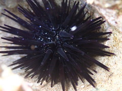Echinometra oblonga
