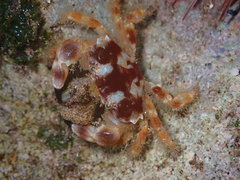 Juxtaxanthias intonsus