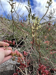 Astragalus deanei