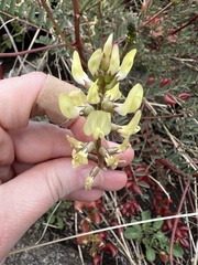 Astragalus deanei